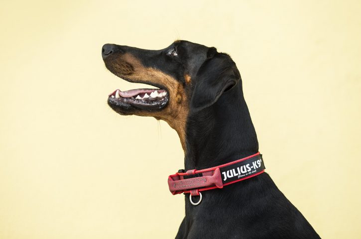 How To Select The Right Size Of Dog Collar?