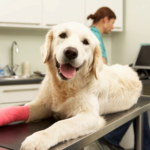 emergency vet in Encino