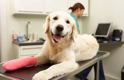 The Pet Emergency Checklist Every Encino Owner Needs