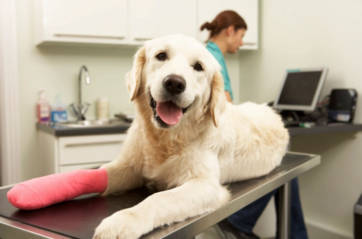 The Pet Emergency Checklist Every Encino Owner Needs